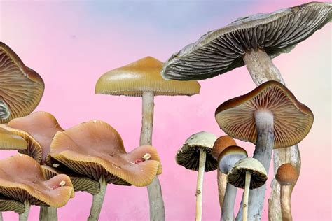 The Science Behind Magic Mushroom Spores on Etsy